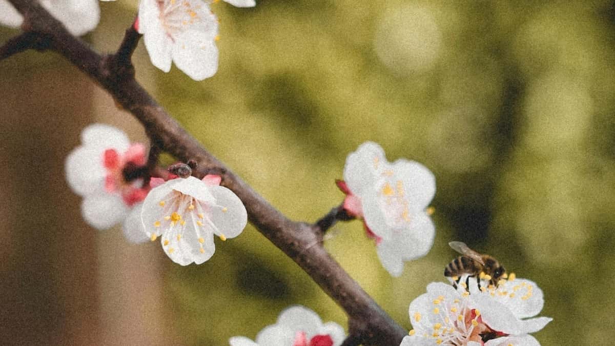 Як крэатары з Беларусі могуць запытаць ролю амбасадара брэнда на Bilibili у Іспаніі