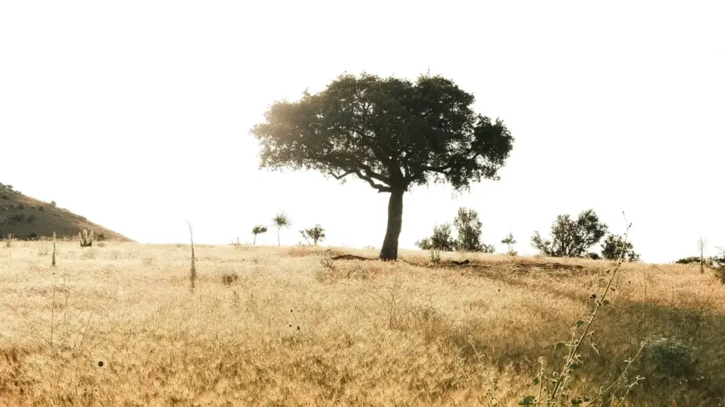 Кіраўніцтва для беларускіх рэкламадаўцаў: дзе шукаць вʼетнамскіх крэатараў на WhatsApp для кампаній фітнэсу, як ацэньваць аўдыторыю і мінімізаваць рызыкі.