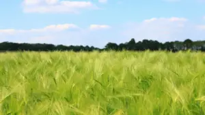 Практычны гайд для беларускіх крэатараў: як праз Zalo выйсці на брэнды з М'янмы, павялічыць шанцы на супрацоўніцтва і пабудаваць доўгатэрміновыя адносіны.