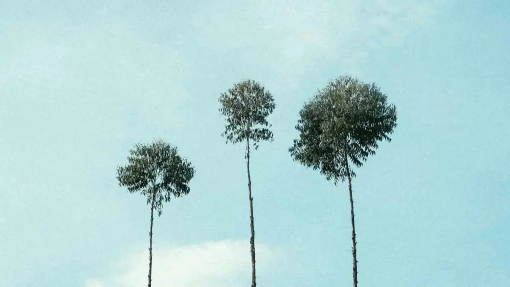 Практычны гайд для беларускіх крэейтэраў: як знаходзіць, кантактаваць і рабіць GRWM-відэа з венесуэльскімі брэндамі праз Disney Plus і крос-маркетынг.