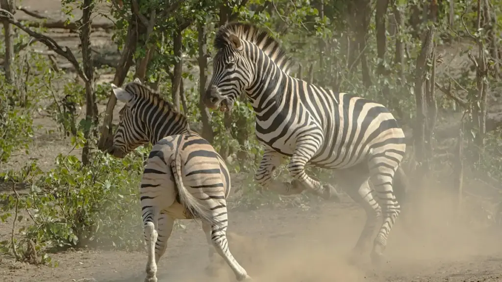 Практычны гайд для крэатараў з Беларусі: як знаходзіць венесуэльскія брэнды на Douyin, рыхтаваць прапановы на фіксаваны гонорар і прасоўваць перамовы з улікам мясцовых рэалій.