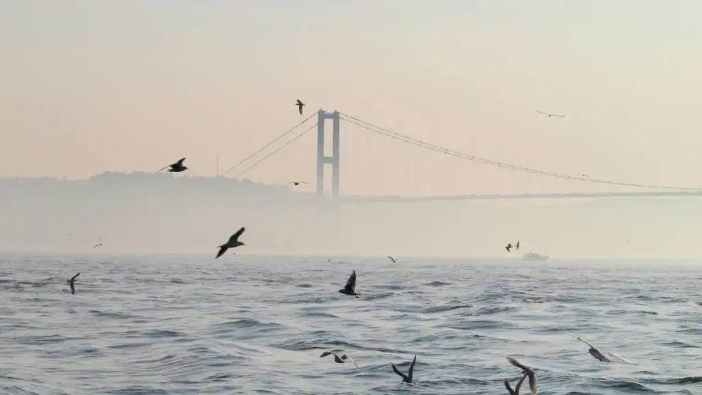 Практычнае кіраўніцтва для беларускіх рэкламадцаў: дзе і як шукаць Viber-крэатараў з Пакістана, каб павялічыць пазнавальнасць у геймінг-суполках.