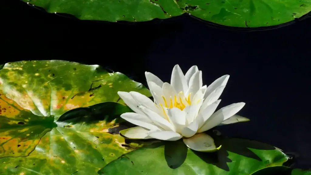 Карысны план для беларускага рэкламадаўца: дзе і як шукаць літоўскіх Kuaishou-крэатараў, якія прасуюць лакальныя туры праз інфлюэнсэр-маркетынг.