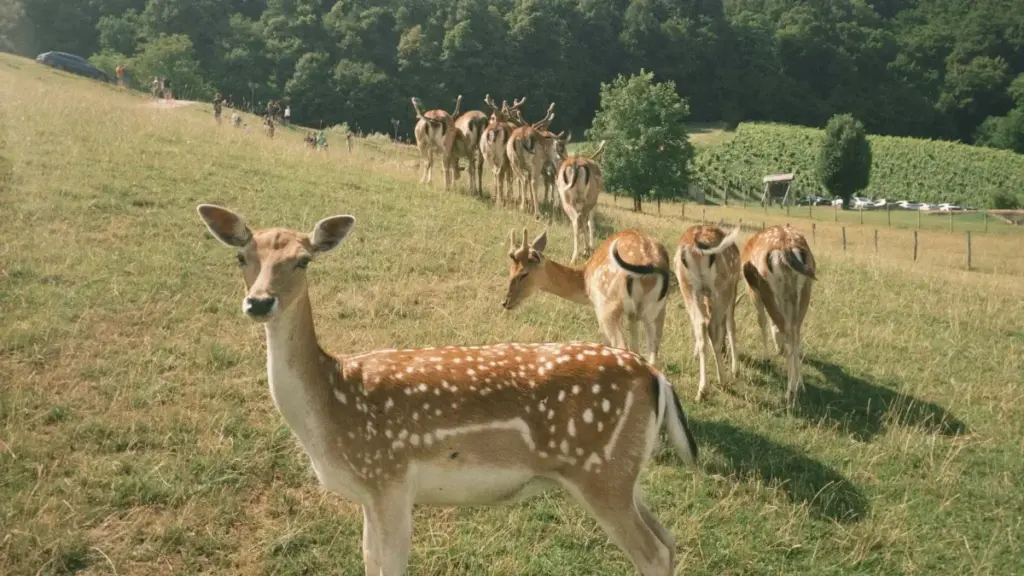 Практичнае кіраўніцтва для беларускіх крэатараў: як знаходзіць грузіцкія брэнды ў Discord, прапанаваць пакрыццё падзей з sponsor‑тэгамі і закрываць дамовы.