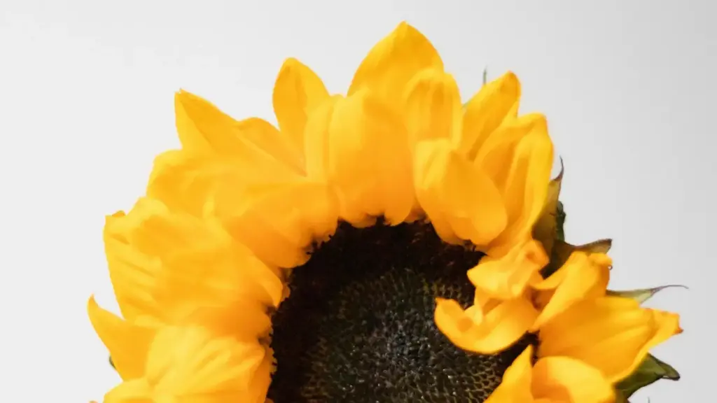 Практычнае кіраўніцтва для беларускіх ініцыятароў: як знаходзіць, кантактаваць і працаваць з японскімі брэндамі праз Zalo для unbox‑відэа і аглядаў PR‑упакоў.