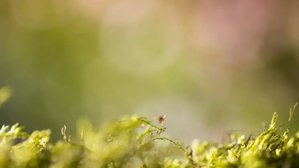 Практычны гайд для беларускіх рэкламадаўцаў: як адшукаць і прыцягнуць словенскіх Disney+ крэатараў для святкавых распродажаў, з лакальнымі крокамі, платформамі і рызыкамі.