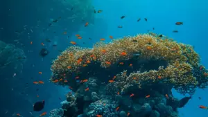 Практычны гайд для беларускіх рэкламадаў: дзе шукаць парагвайскіх Telegram-стваральнікаў, як ацаніць уплыў і палепшыць брэнд-сэнтымэнт мясцовай аўдыторыі.