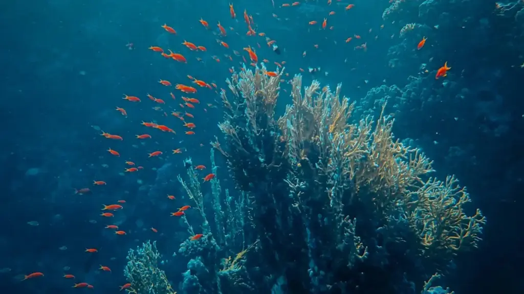 Практычны гайдынг для беларускіх крэатараў: як знаходзіць, падыходзіць і запускаць каллабарацыі з венесуэльскімі брэндамі ў Discord, каб фічэрыць emerging artists.