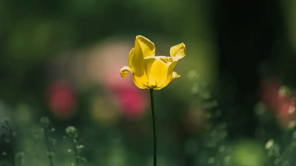Кіраўніцтва для беларускіх рэкламадаўцаў: практычныя спосабы знайсці і праверыць армянскіх Chingari-крэейтэраў для тэставання новых канцэпцый.