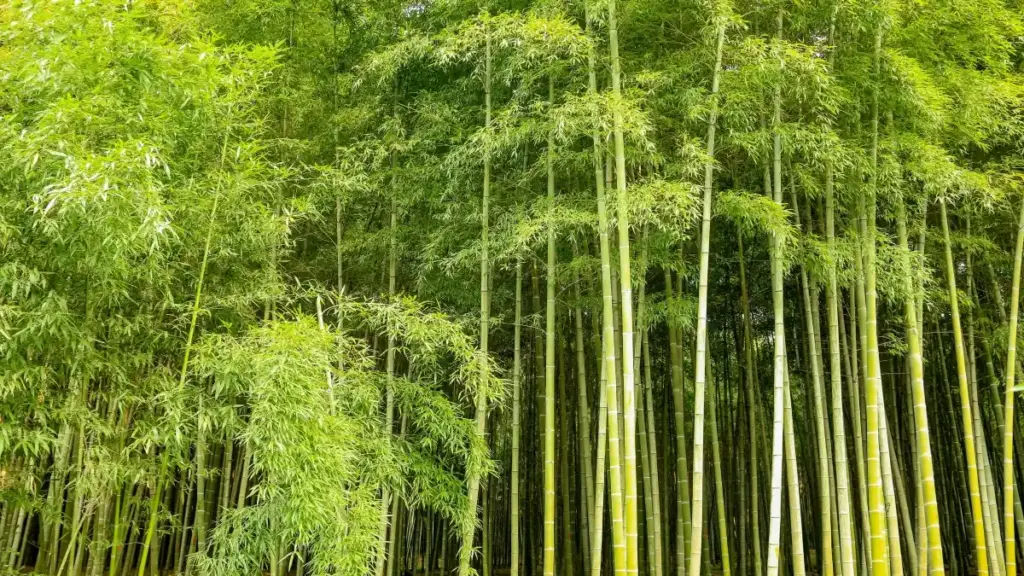 Практычнае кіраўніцтва па пошуку і праверцы Iran LinkedIn-стваральнікаў для прасоўвання новых ліній харчовых дабавак з лакальнымі стратэгіямі і рызыкамі.