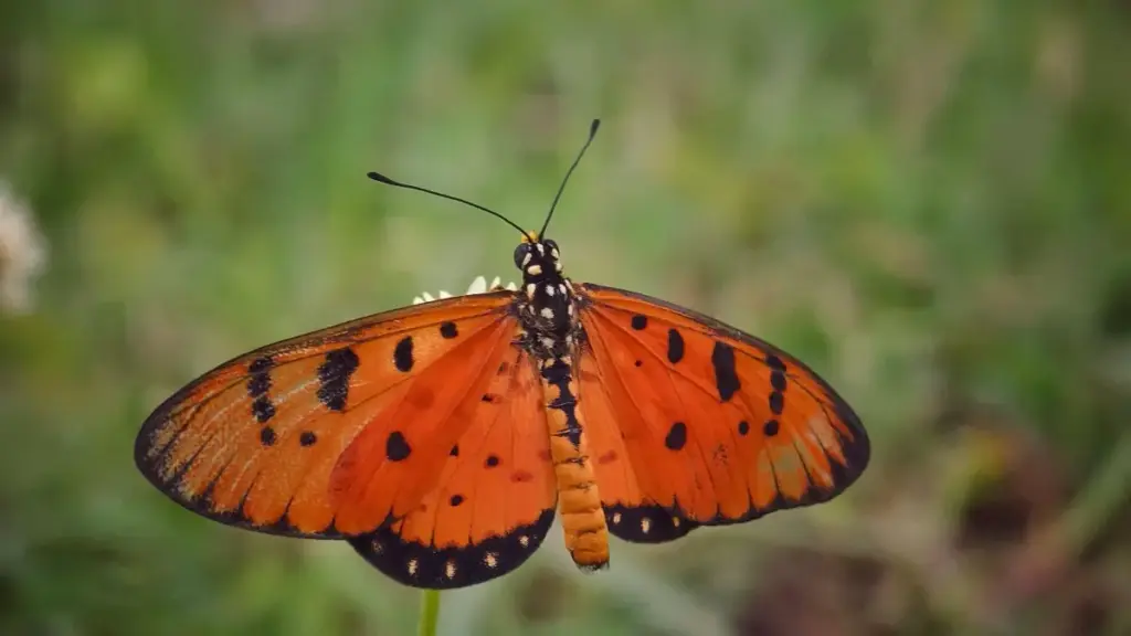 Практычнае кіраўніцтва для беларускіх крэатараў: як знаходзіць, звязвацца і прадаваць брэнд-ўрокі чылійскім брэндам праз ShareChat, з рэальнымі прыкладамі і працоўнымі тыпамі кантактаў.