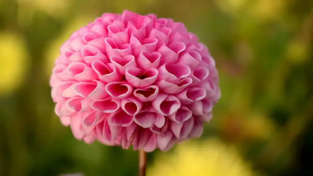 Практычны гайд па пошуку і супрацоўніцтве з узбекскімі творцамі Disney Plus для вірусных unboxing-кампаній — ад кропкі кантакту да KPI і рызык.