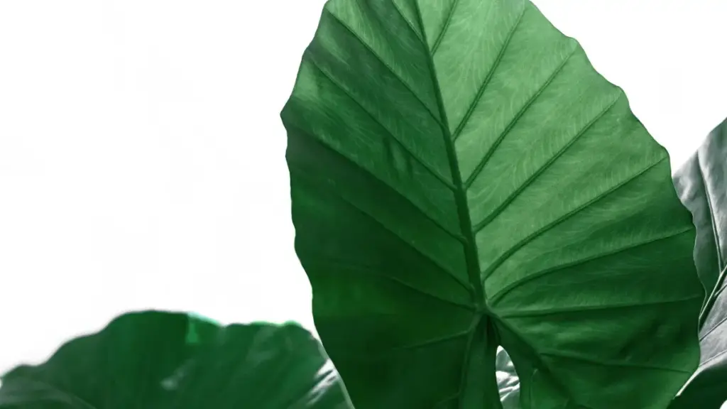 Кіраўніцтва для беларускіх рэкламадаўцаў: дзе шукаць бельгійскіх крэатараў на Spotify, як ацэньваць уздзеянне на рэпутацыю брэнда і якія інструменты працаваць у 2026 годзе.