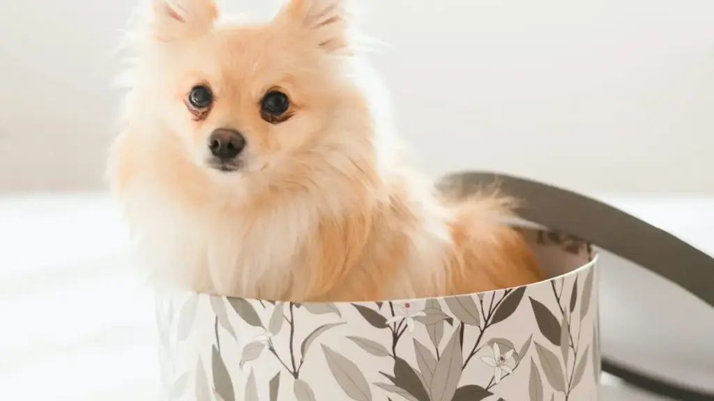 Практычнае кіраўніцтва для беларускіх рэкламшчыкаў: дзе шукаць лаоскіх крэатараў у WhatsApp, як ацэньваць аўдыторыю і запускаць кампаніі пад сезонныя трэнды.